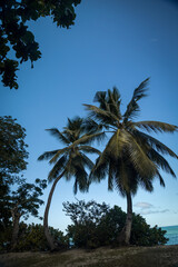 Palms trees on a beach of Nosy Iranja, Madagascar