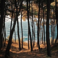 quiet pine forest with a breathtaking sea view in the background.