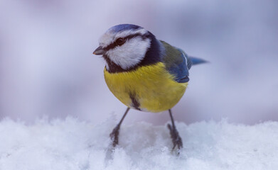 A vibrant bird perches on a snow-covered branch, showcasing its bright colors against the wintery backdrop, highlighting the beauty of nature in harsh conditions.