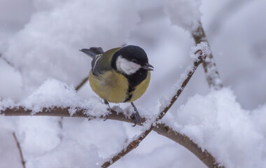 A vibrant bird perches on a snow-covered branch, showcasing its bright colors against the wintery backdrop, highlighting the beauty of nature in harsh conditions.