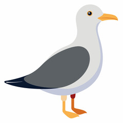 Seagull on White Background 