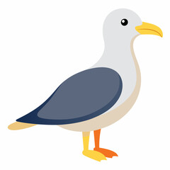 Seagull on White Background 