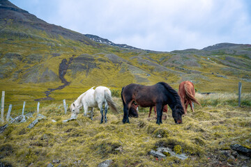 The tranquility of a farm in western Iceland is enhanced by the beauty of its Icelandic horses