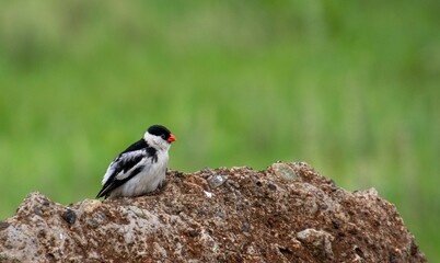 A pin-tailed whydah perched on a rock in a wild and wet southern Africa