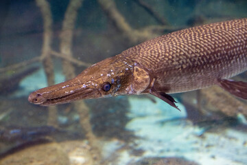 Poisson armé à long nez dans son habitat aquatique