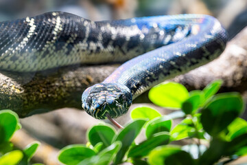 Serpent boa arc-en-ciel brillant sur une branche