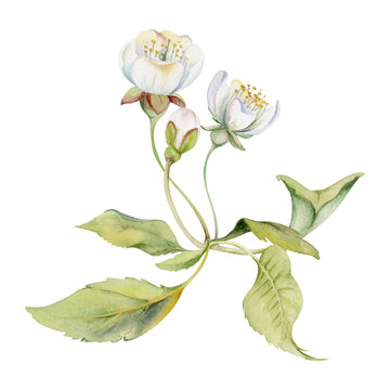 Cherry sakura white flower and bud on stems, hand drawn in watercolor, green leaves, wildflower botanical illustration. Isolated buttonhole composition. Scrapbooking, florist shop, decoupage, wedding