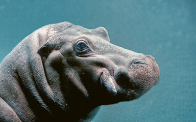 Tête d'hippopotame émergée de l'eau en gros plan