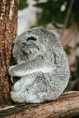 Koala endormi blotti contre un tronc d'eucalyptus