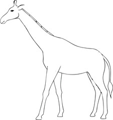 Giraffe one line continuous vector illustraiton. Concept animal zoo banner. Line art, outline silhouette