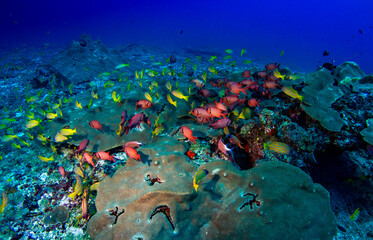 Yakampita reef Sri Lanka
