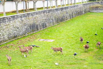 Deer peacocks and chickens in a natural urban park called Taconera, Ciudadela de Pamplona, Navarra, Spain tourist city very visited during the San Fermin festivities.