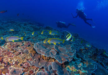 Yakampita reef Sri Lanka