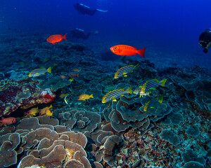 Yakampita reef Sri Lanka