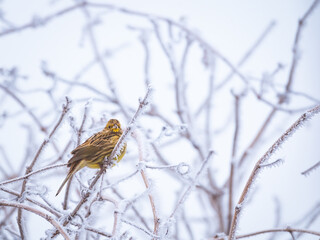 Yellowhammer on rimed branch