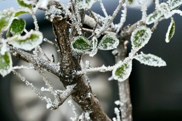 Frost-covered branches and leaves in winter.