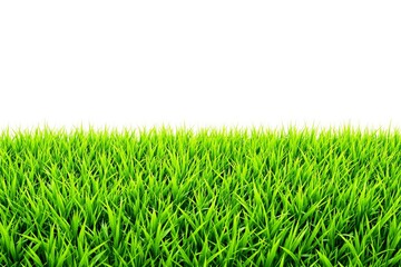Fototapeta premium Lush green grass blades evenly spread across the bottom with a clean white background. Ideal for nature-based mockups, templates, or design concepts. Ai generative