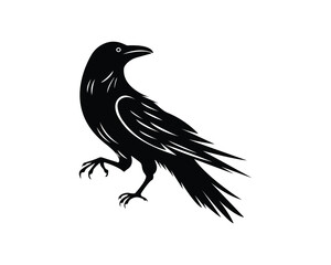 A beautiful black crow isolated on white background