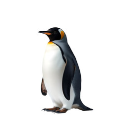 Fototapeta premium A penguin standing in the snow.