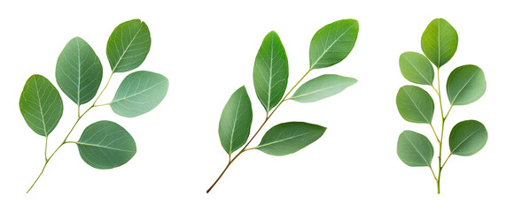 Collection of vibrant green leaves on transparent background