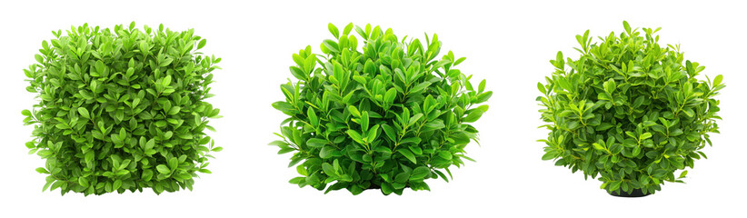 Obraz premium Lush green shrubs in various shapes and sizes