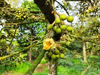 Close-up of durian flowers blooming on the tree in a garden in the Mekong Delta Vietnam..
