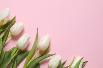 Beautiful fresh tulips on colored background