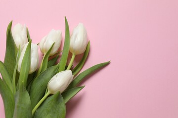 Beautiful fresh tulips on colored background