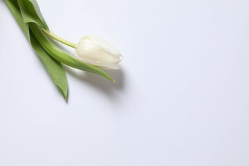 Fototapeta premium Beautiful fresh tulip on white background