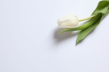 Fototapeta premium Beautiful fresh tulip on white background