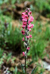 Pediculaire des marais, Palustris pedicularis