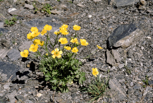 Renoncule des montagnes, Ranunculus montanus