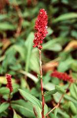 Renouee fine, Polyginum affine