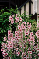Rose tremiere, Alcea rosea