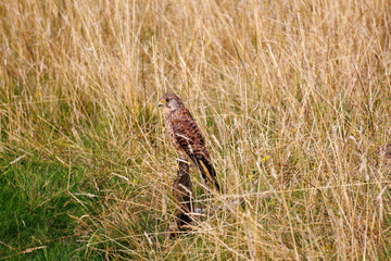 Common Kestrel