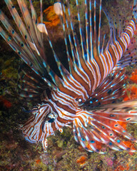 Lionfish
