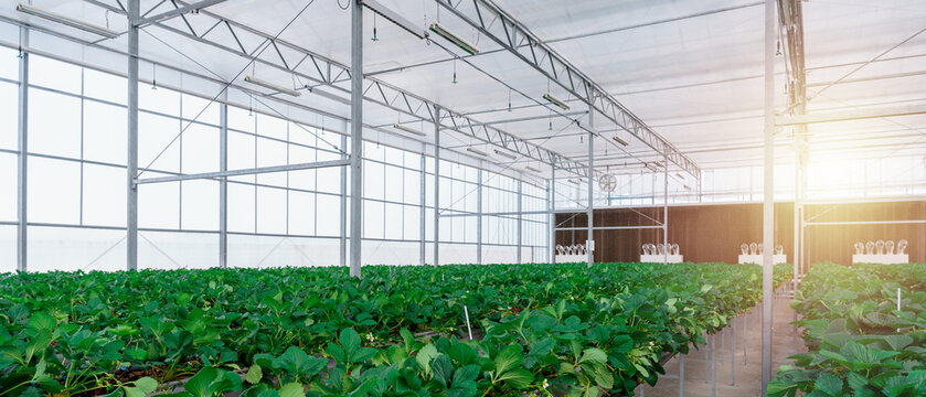 Hydroponic strawberry farm industrial hothouse interior with copy space. 