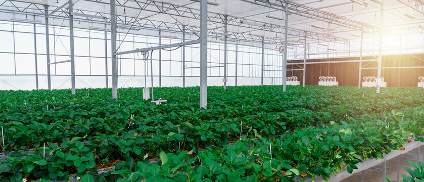 Hydroponic strawberry farm industrial hothouse interior with copy space. 