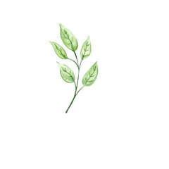 Plant branch on white background. Watercolor. Handmade. Can be used on packaging, stickers, compositions