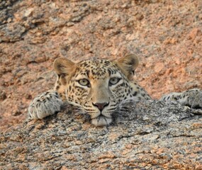 leopard on the rock