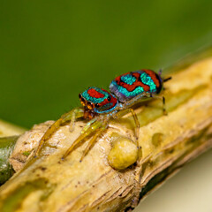 Jumping spider Sri Lanka