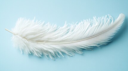 Obraz premium Single white ostrich feather on light blue background.