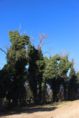 Common ivy on trees in the italian countryside on a sunny winter day. Hedera helix
