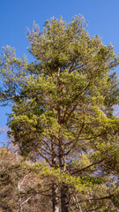 Healthy green trees in a forest of old spruce, fir and pine. Spruce trees down the hill to coniferous forest in fog at sunrise