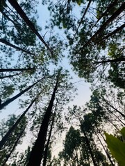 Pine tree
