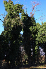 Detail of common ivy on tree in the italian countryside on a sunny winter day. Hedera helix