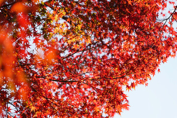 Autumn scenery, leaves of trees dyed in red