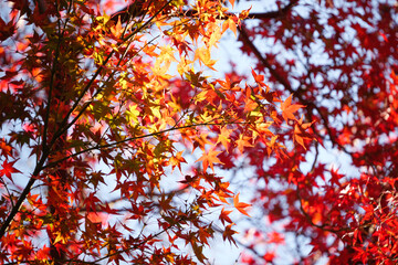 Autumn scenery, leaves of trees dyed in red