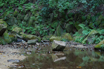 Forest, lots of rocks, creek, spring water.	
