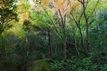 Autumn forest, colorful trees landscape, natural beauty